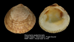 Glycymeris septentrionalis