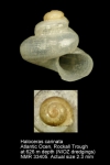 Haloceratidae