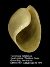 Haminoea natalensis