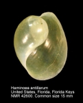 Haminoea antillarum
