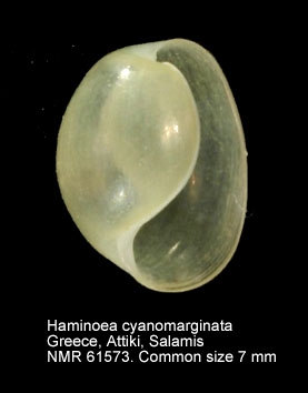Haminoea cyanomarginata