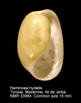 Haminoea hydatis