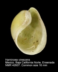 Haminoeidae