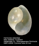 Haminoea zelandiae