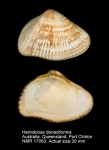 Hemidonacidae