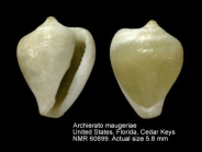 Archierato maugeriae