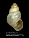 Hydrobia djerbaensis