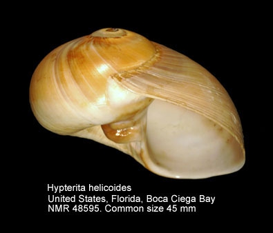 Hypterita helicoides