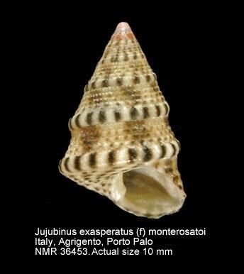 Jujubinus exasperatus