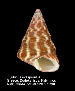 Jujubinus exasperatus