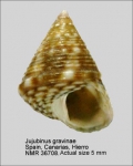 Jujubinus gravinae