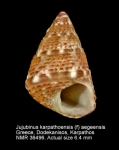 Jujubinus karpathoensis