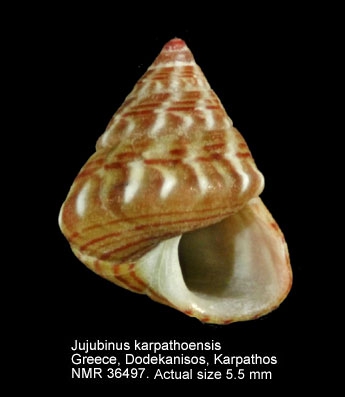 Jujubinus karpathoensis