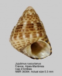 Jujubinus ruscurianus