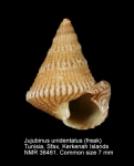 Jujubinus unidentatus