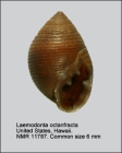 Laemodonta octanfracta