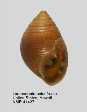 Laemodonta octanfracta