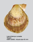 Laevichlamys cuneata