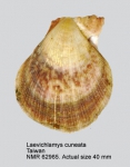 Laevichlamys cuneata