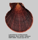Laevichlamys multisquamata