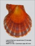 Laevichlamys squamosa