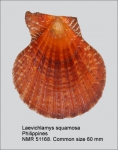 Laevichlamys squamosa