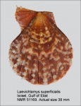 Laevichlamys superficialis