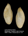 Lamychaena hians