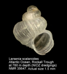 Larsenia scalaroides