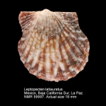 Leptopecten latiauratus
