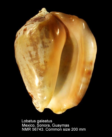 Lobatus galeatus