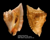 Lobatus peruvianus