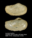 Lyonsiidae