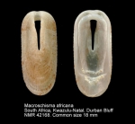 Macroschisma africanum