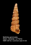 Mathildidae