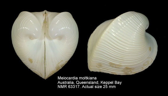Meiocardia moltkiana