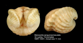 Meiocardia sanguineomaculata