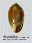 Melampus carolianus