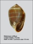 Melampus coffea