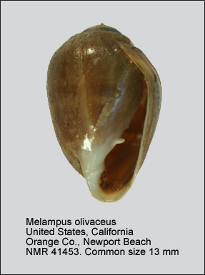 Melampus olivaceus