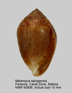 Melampus tabogensis