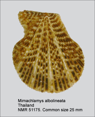 Mimachlamys albolineata