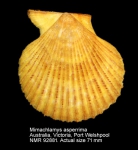 Mimachlamys asperrima