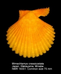 Mimachlamys crassicostata