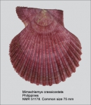 Mimachlamys crassicostata
