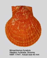 Mimachlamys funebris