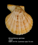 Mimachlamys gloriosa