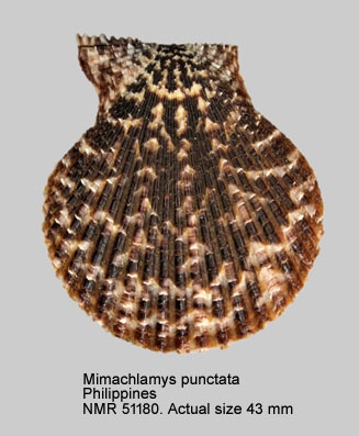 Mimachlamys punctata