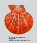 Mimachlamys sanguinea