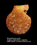 Mimachlamys varia